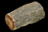 Polished Petrified Wood Limb Section - Texas #166464-2